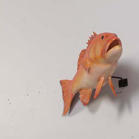 Natureworks Australia Coral trout - Natural - 120051 - life-size fibreglass replica - hand painted and manufactured - wall decor - shown mounted on wall
