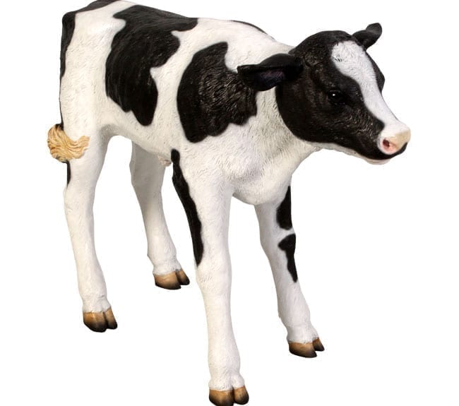 Cow Calf New Born Freisian