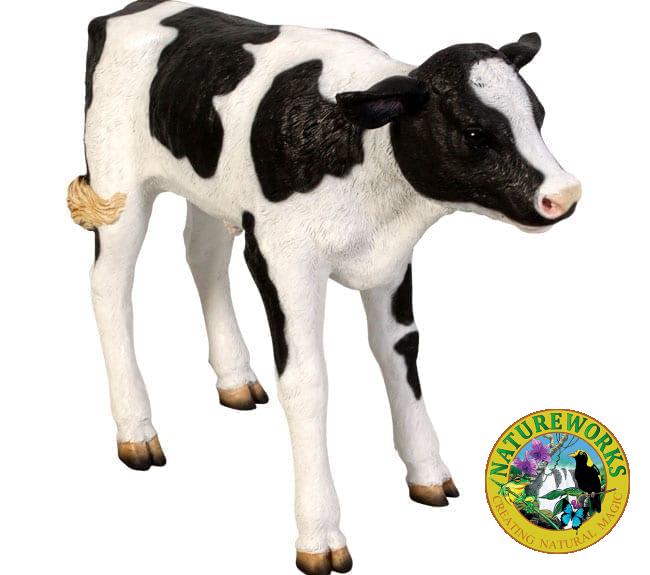 Cow Calf New Born Freisian