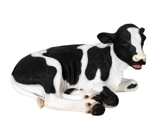 Cow Calf Resting Freisian