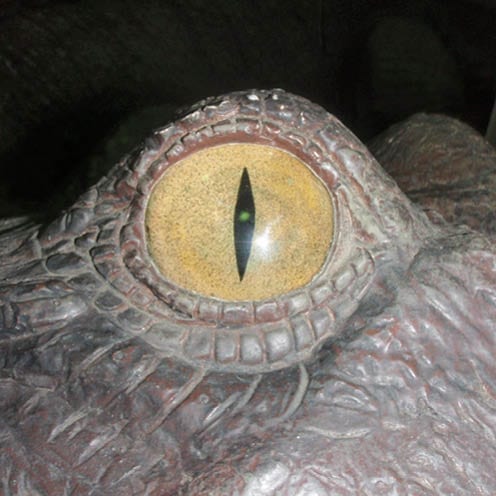 Crocodile ft Close up of eye