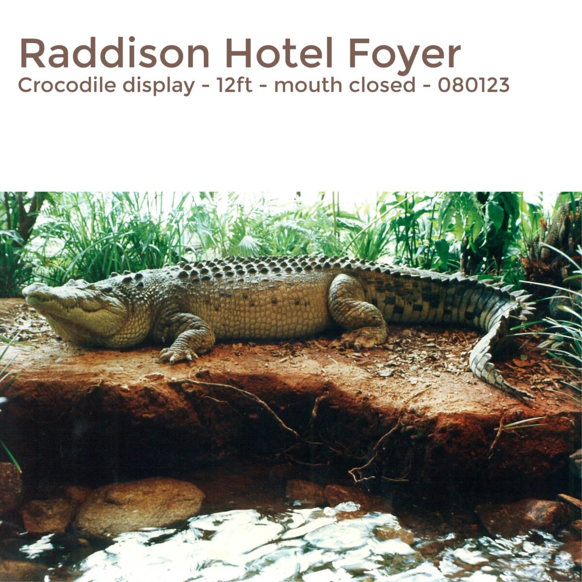 Natureworks Australia Crocodile 12ft Shown in Raddison hotel foyer display - side view - 080123