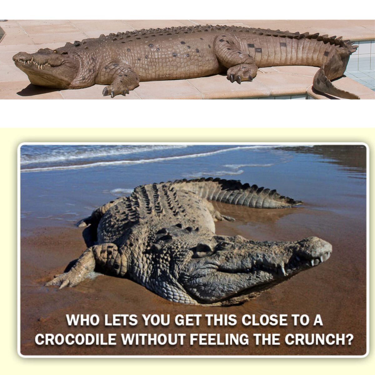 Natureworks Australia Crocodile 12ft Shown on beach - with funny quote - 080123-- Who lets you get this close to a crocodile without feeling the crunch? - Natureworks of course!