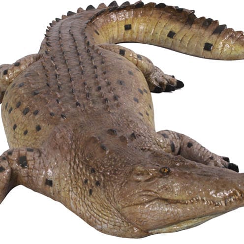 Crocodile ft front view