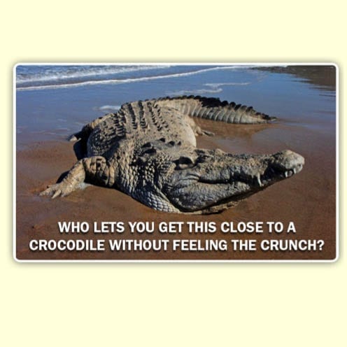 Crocodile ft front view on beach