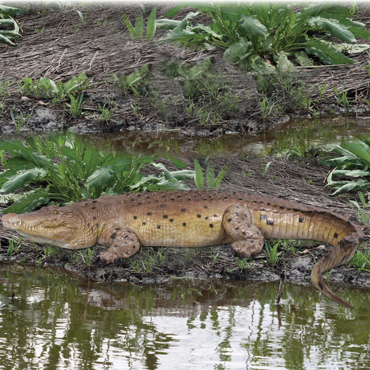 Natureworks Australia Crocodile 12ft showingside view near creek 080123