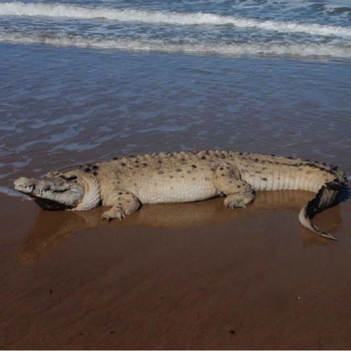 Crocodile ft side view on beach