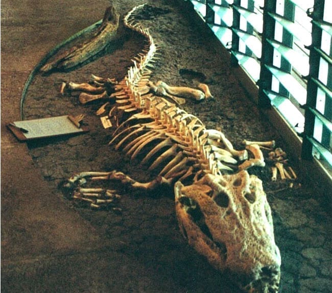 Crocodile Skeleton Tjapukai Interpretive Centre Kakadu National Park