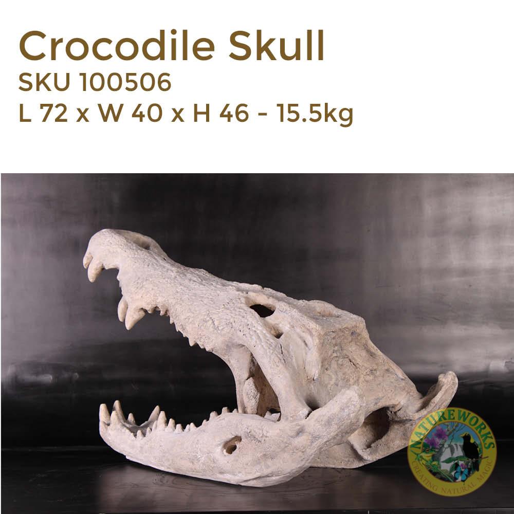 Natureworks Australia Crocodile Skull - replica - made of fibreglass - cast from from 12ft saltwater crocodile - SKU 100506 - Rear angle view