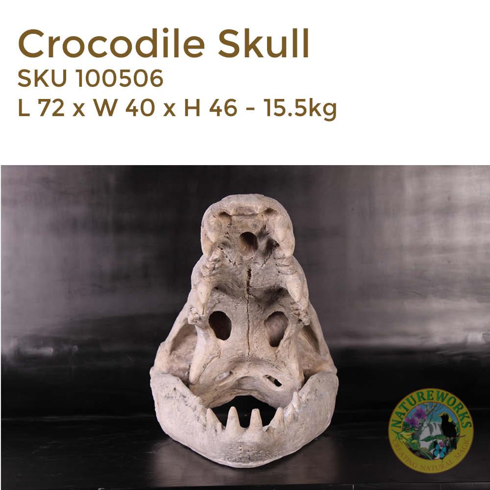 Natureworks Australia Crocodile Skull - replica - made of fibreglass - cast from from 12ft saltwater crocodile - SKU 100506 - Front View