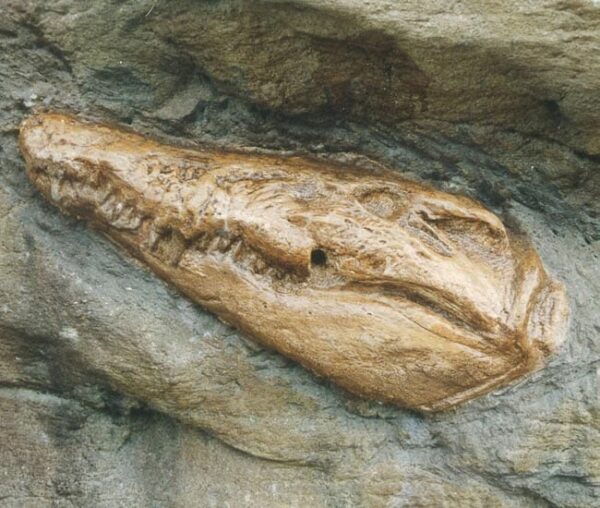 Crocodile Head Fossil Taronga Zoo