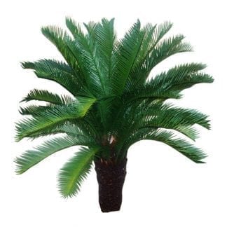 Cycad Crown For Trunk m Diameter CYCAD CROWN