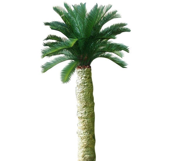 Cycad Palm Trunck m With Crown