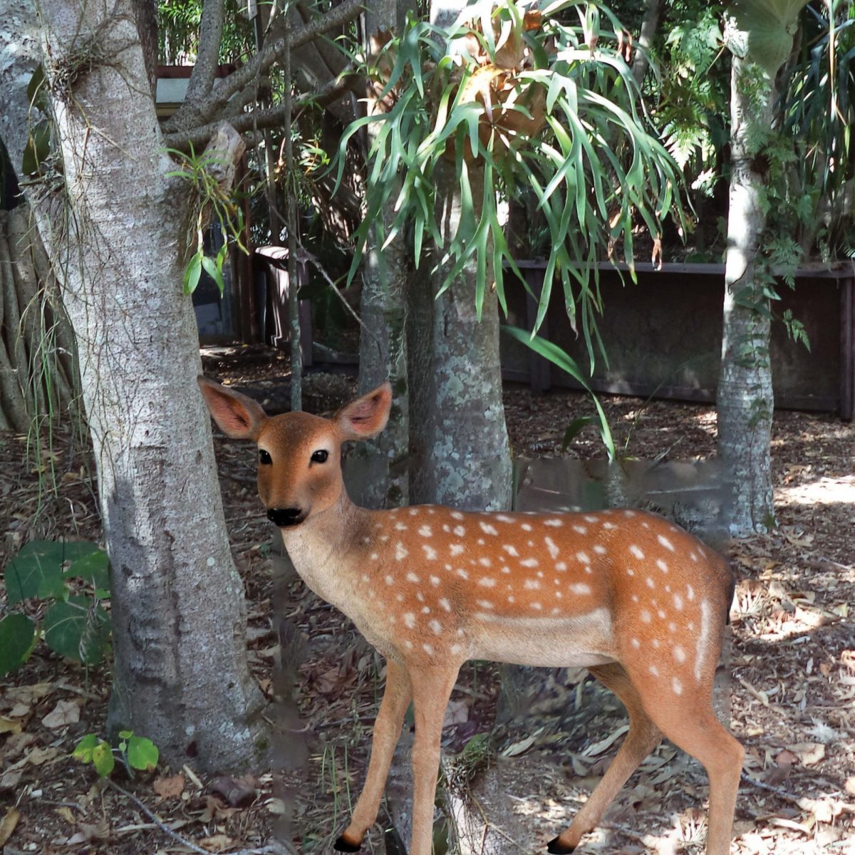 Natureworks Australia Outside view of Cute deer fawn - statue in standing pose