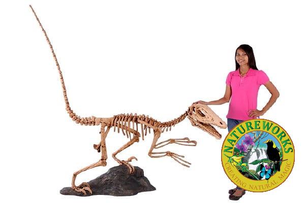 Deinonychus Dinosaur Skeleton Statue