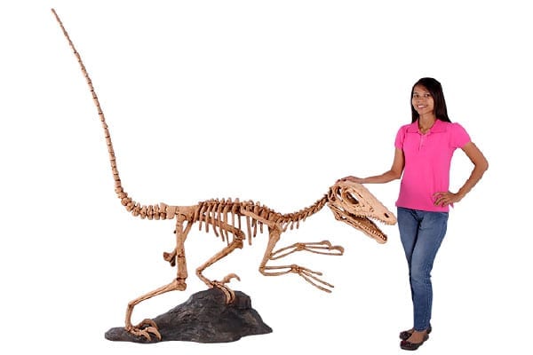Deinonychus Dinosaur Skeleton Statue