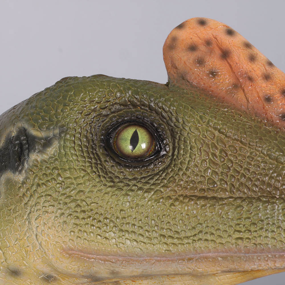 Natureworks Australia Dilong Paradoxus - Brown - Image 6