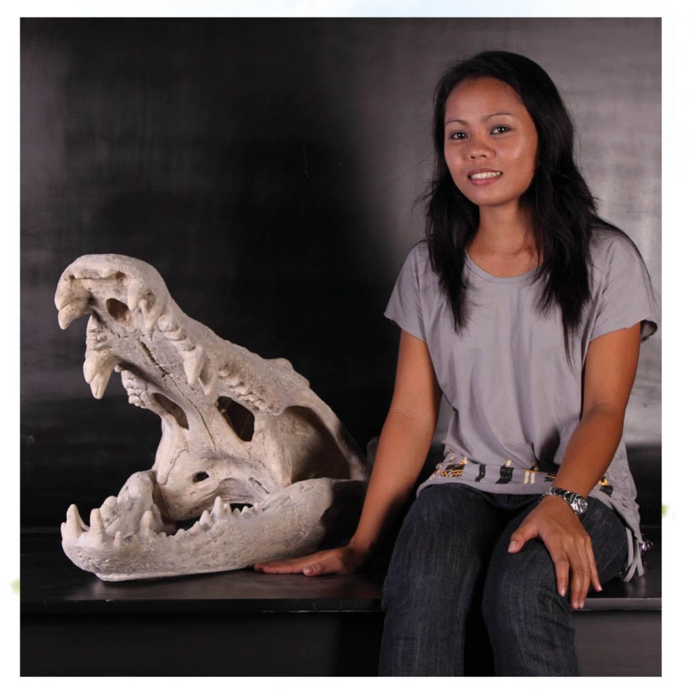 Dinosaur Prehistoric Prehistoric Fossils bones Crocodile Skull from ft Saltwater Crocodile Product Gallery  px px