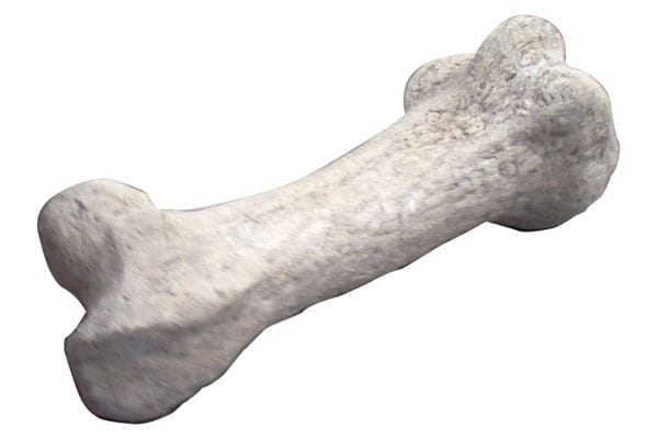 Dinosaur Bone Sauropod Femur