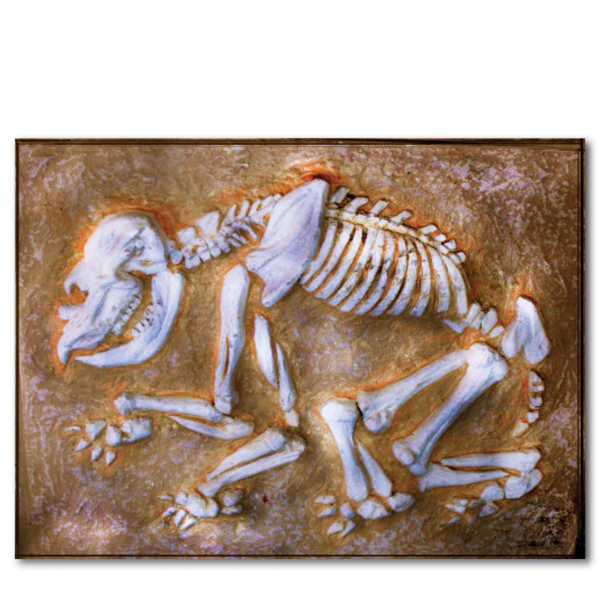 Natureworks Australia Diprotodon juvenile fossil Dig without sides Product Image px px