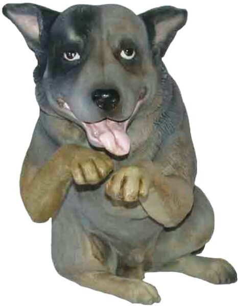 Dog Blue Heeler Leaning