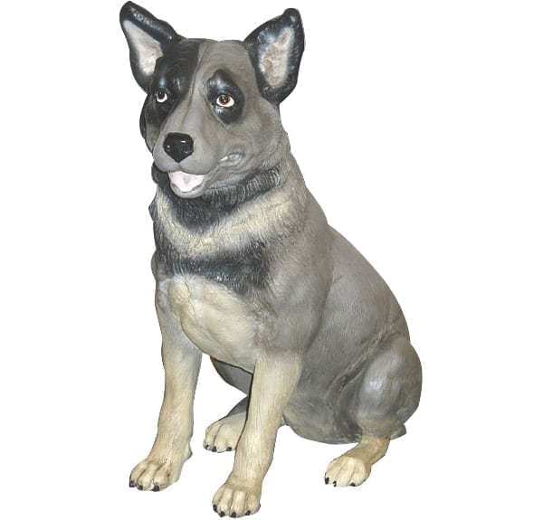 Dog Blue Heeler Sitting
