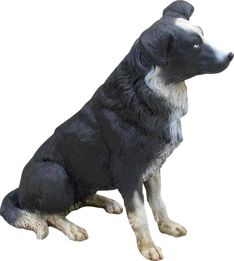 Dog Border Collie Sitting
