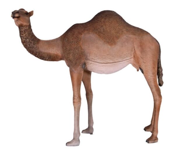 Brown Colored Standing Adult Female One Humped Camel Sculpture