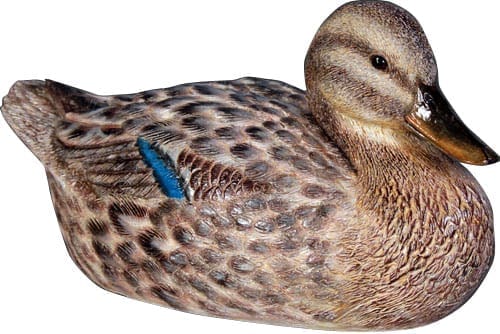 Duck Mallard Female