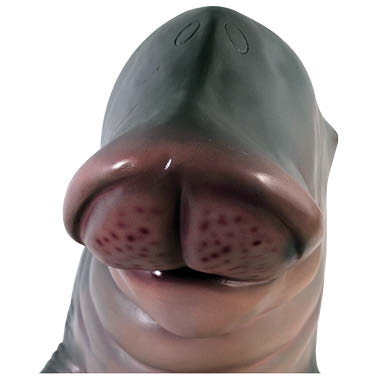 Natureworks Australia Dugong Hanging - statue close up of nose