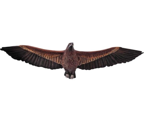 Eagle Wedged Tailed Flying  V