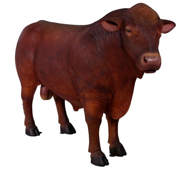 Fibreglass Angus Bull Garden Statue