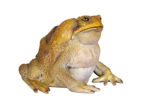 Fibreglass Animal Cane Toad Statue