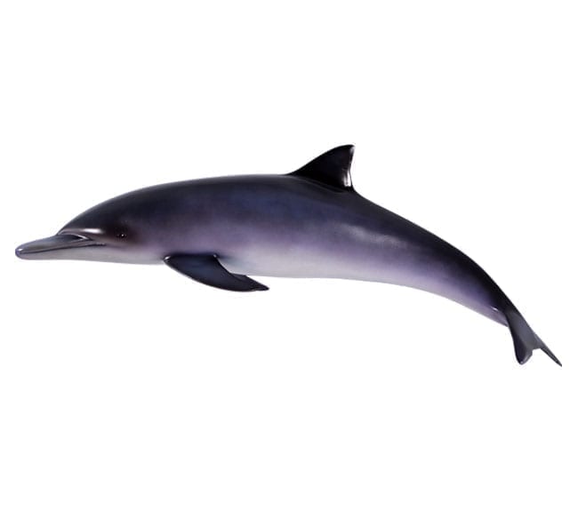 Fibreglass Baby Dolphin Model