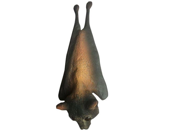 Fibreglass Bat Little Red Flying Fox