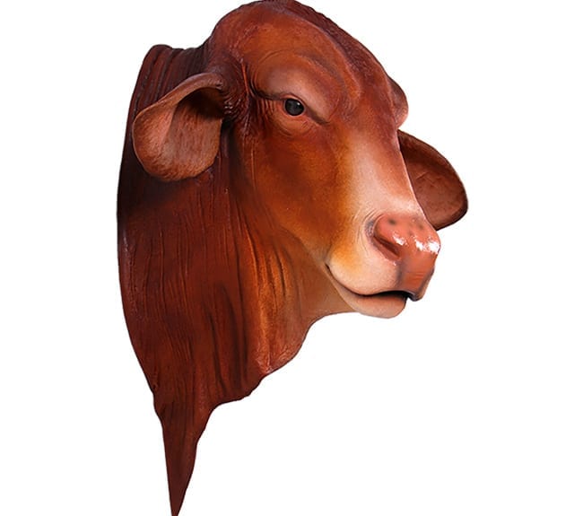 Fibreglass Droughtmaster Bull Head Wall Mount