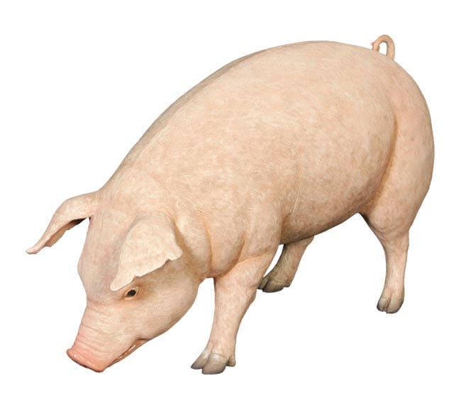Fibreglass Farm Animal Replica Fat Pig Statue