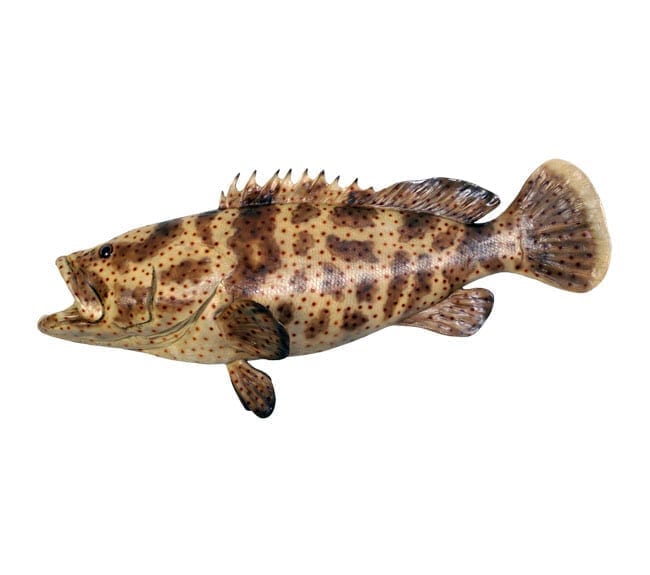 Fibreglass Fish Estuary Cod