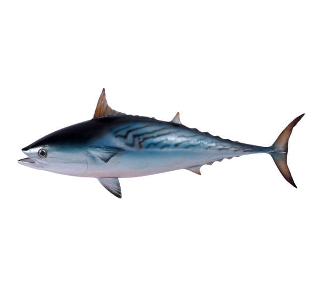 Fibreglass Fish Mackerel Tuna Replica