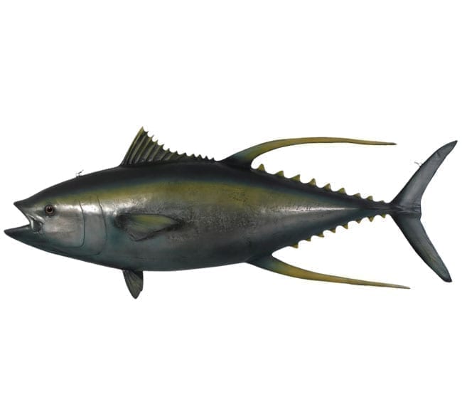 Fibreglass Fish YellowFin Tuna Replica