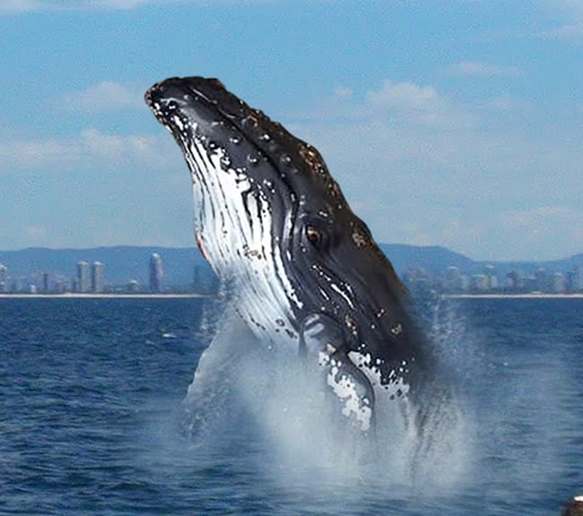 Natureworks Australia Fibreglass Humpback Whale Sculpture