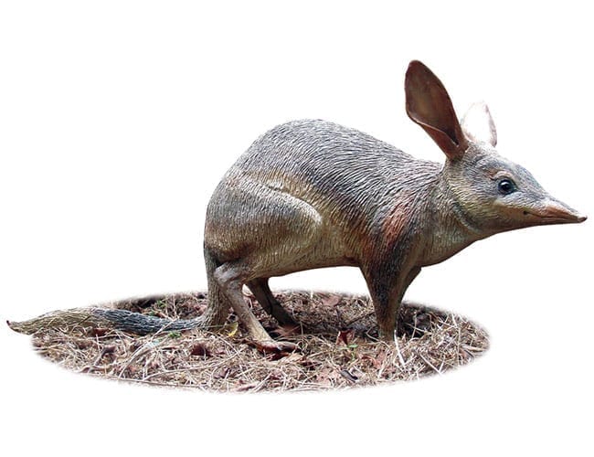 Natureworks Australia Bilbylife sizestatueinstandingpose