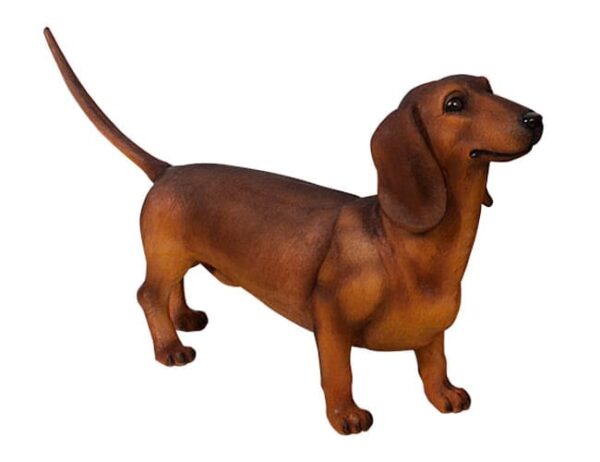 Dachshund Dog Brown