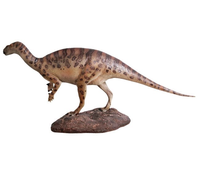 Fibreglass Muttaburrasaurus Definitive Dinosaur Statue