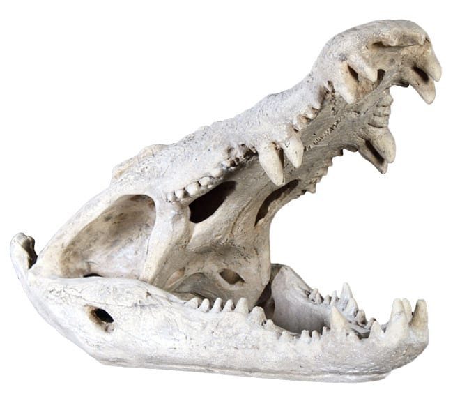 Fibreglass Saltwater Crocodile Skull