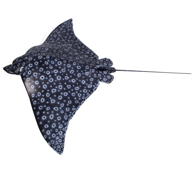 Natureworks Australia Fibreglass Spotted Eagle Ray