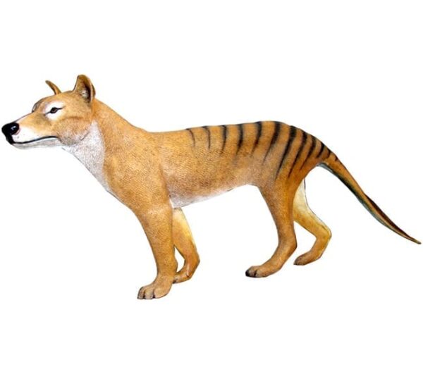 Fibreglass Tasmanian Tiger Free Standing