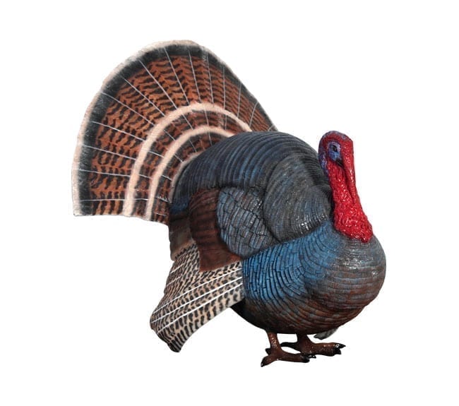 Fibreglass Wild Turkey Sculpture Gobbler
