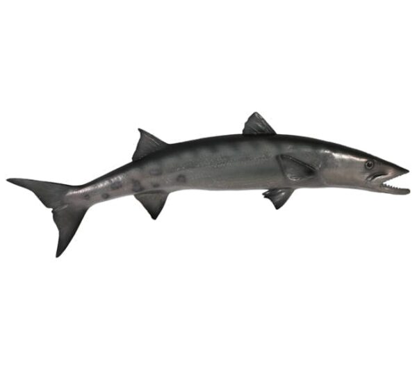 Fibreglass fish Barracuda