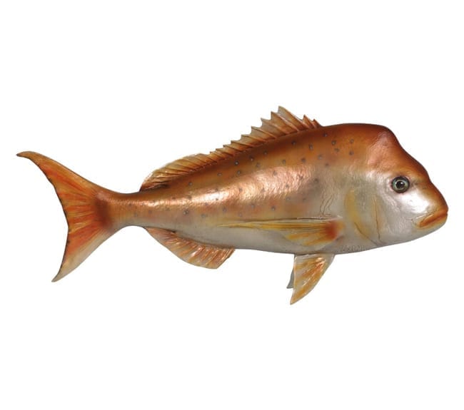 Fibreglass fish Schnapper Natural